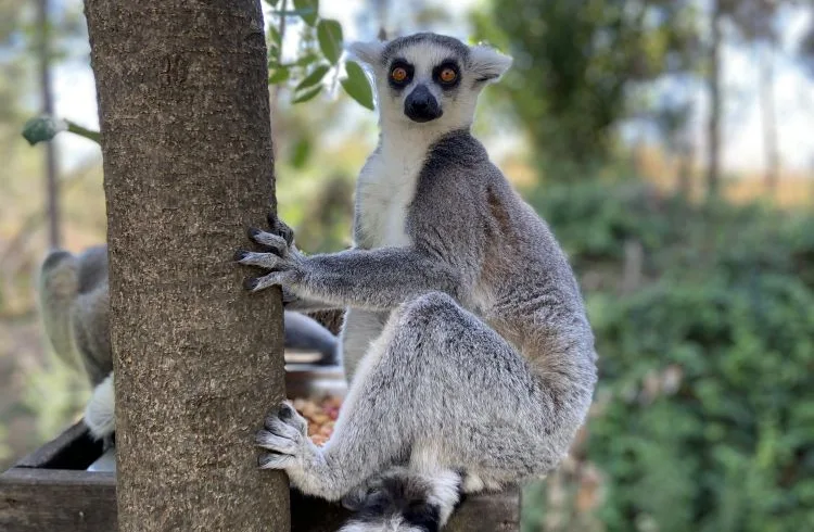 Maki - Reserve privé de Berenty